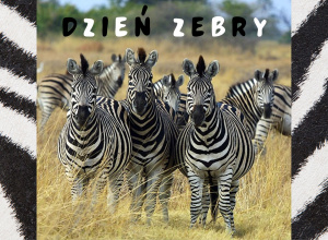 Dzień Zebry