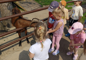 Dzieci podczas głaskania kozy w zoo.