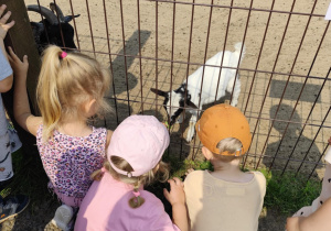 Dzieci podczas głaskania kózek w zoo.
