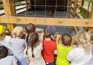 Dzieci podczas obserwowania kangura w zoo.