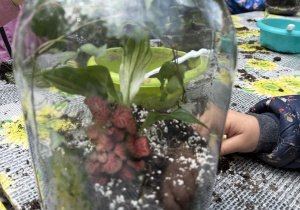 dzieci podczas warsztatów botanicznych wykonują las w słoiku