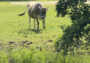 krowa Milka