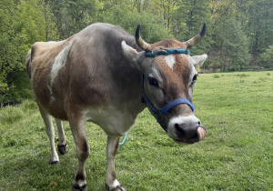krowa Milka