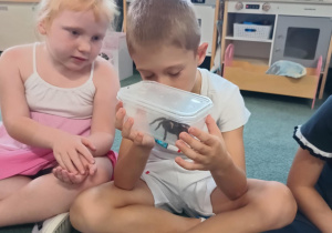 Chłopiec obserwuje pająka ptasznika siedzącego w plastikowym pudełku