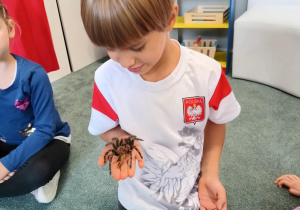 Chłopiec trzyma na ręku wylinkę pająka ptasznika