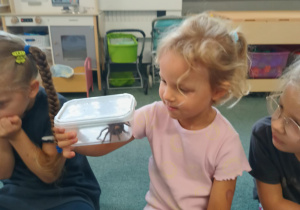 Dziewczynka obserwuje pająka ptasznika siedzącego w plastikowym pudełku