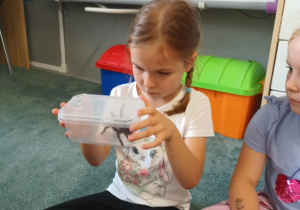 Dziewczynka obserwuje pająka ptasznika siedzącego w plastikowym pudełku