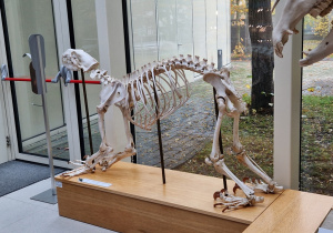 szkilet niedźwiedzia polarnego