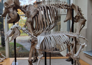 szkielet słonia i zebry