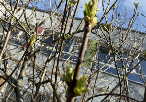 oznaki wiosny w przedszkolnym ogrodzie