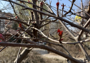 oznaki wiosny w przedszkolnym ogrodzie
