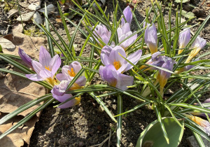 oznaki wiosny w przedszkolnym ogrodzie