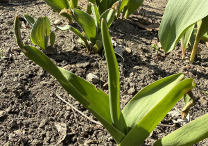 oznaki wiosny w przedszkolnym ogrodzie