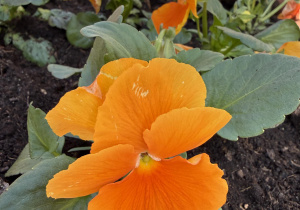 oznaki wiosny w przedszkolnym ogrodzie