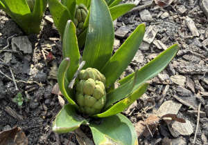 oznaki wiosny w przedszkolnym ogrodzie