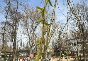 oznaki wiosny w przedszkolnym ogrodzie