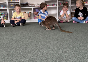 wizyta kangura- warsztaty przyrodnicze