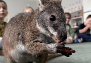 wizyta kangura- warsztaty przyrodnicze