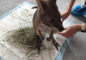 Mini kangur jedzący z ręki