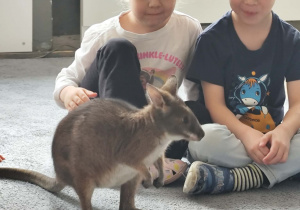 Dzieci obserwujące mini kangura