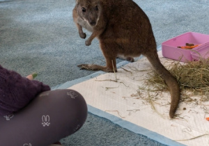 Wizyta kangura- warsztaty przyrodnicze