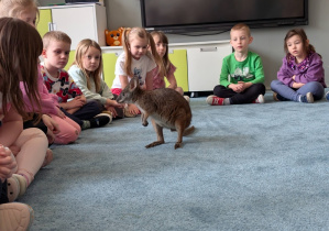 Wizyta kangura- warsztaty przyrodnicze