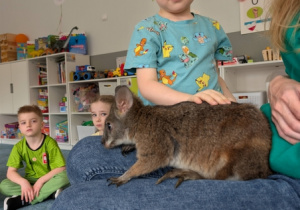 Wizyta kangura- warsztaty przyrodnicze