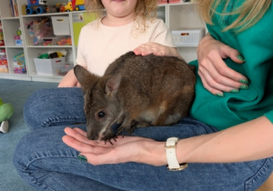 Wizyta kangura- warsztaty przyrodnicze