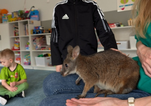 Wizyta kangura- warsztaty przyrodnicze