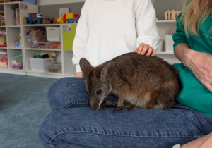 Wizyta kangura- warsztaty przyrodnicze