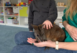 Wizyta kangura- warsztaty przyrodnicze