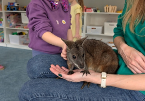 Wizyta kangura- warsztaty przyrodnicze