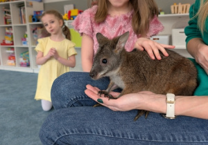 Wizyta kangura- warsztaty przyrodnicze