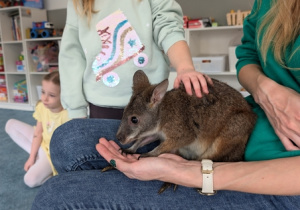 Wizyta kangura- warsztaty przyrodnicze