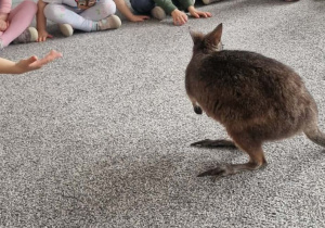 Spotkanie z Kangurem