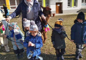 dzieci prowadzą alpaki na spacer