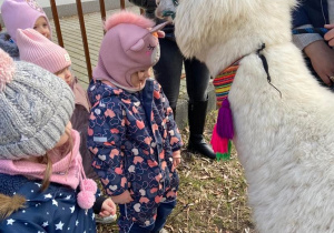 Alpaka zjada marchewkę z głowy dziewczynki w ogrodzie przedszkolnym