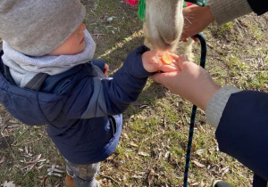 Chłopiec podaje na dłoni marchewkę alpace