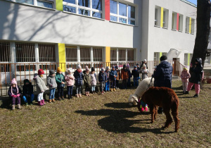 Przedszkolny ogród. Dzieci ustawione w rzędzie na przeciwko brązowa alpaka z opiekunką. Dzieci słuchają informacji o alpakach.