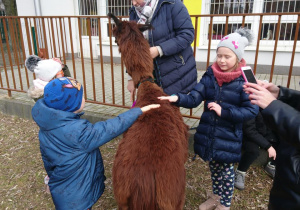 Przedszkolny ogród. Dzieci głaszczą brązową alpakę. Opiekunka karmi brązową alpakę.