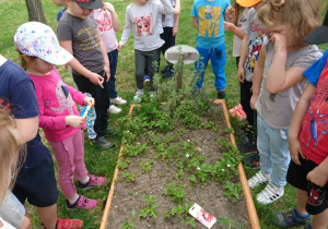 Ogród przedszkolny. Dzieci stoją dookoła grządki. Obserwują znajdujące się na grządce rośliny.