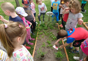 Ogród przedszkolny. Dzieci stoją dookoła grządki. Chłopczyk pokazuje rośliny rosnące na grządce.