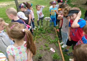 Ogród przedszkolny. Dzieci stoją dookoła grządki. Obserwują znajdujące się na grządce rośliny.