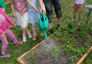 Ogród przedszkolny. Dzieci wraz z nauczycielką podlewają rośliny na grządce.