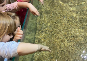 Dzieci wkładają ręce do rybek które podpływają do ich rąk
