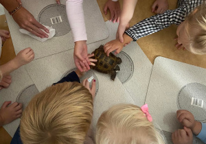 Dzieci przy stoliku głaszczące żółwia
