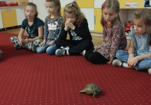 Sala przedszkolna. Dzieci siedzą na dywanie w kole i z zaciekawieniem obserwują, jak żółw spaceruje po dywanie..