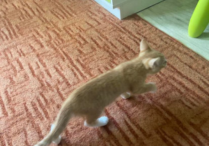 Kot chodzący po dywanie