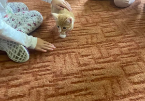 Dzieci na dywanie głaszczą małego kotka