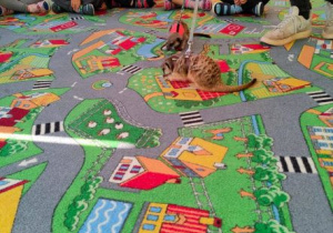 Dzieci obserwują dwie surykatki bawiące się na dywanie